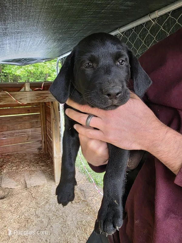 Goliath  – Labrador Retriever puppy for sale in Rocky Mount, NC
