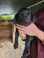 Goliath , a male Labrador Retriever for sale in Rocky Mount, NC – 1 of 2