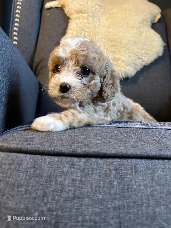 Honey – Cavapoo puppy for sale in Concord, VA