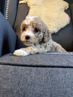Honey, a female Cavapoo for sale in Concord, VA – 1 of 5