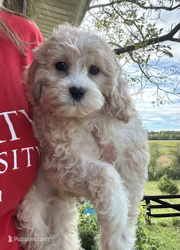 Romeo – Cavapoo puppy for sale in Concord, VA