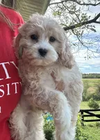 Romeo, a male Cavapoo for sale in Concord, VA – 1 of 6