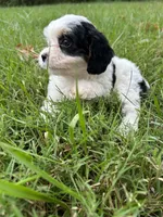 Dottie, a female Cavapoo for sale in Concord, VA – 4 of 6