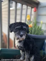 Buck, a male Cavapoo for sale in Concord, VA – 3 of 4
