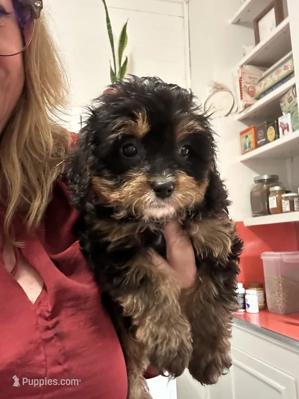 Beau – Cavapoo puppy for sale in Concord, VA