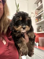 Beau, a male Cavapoo for sale in Concord, VA – 1 of 7