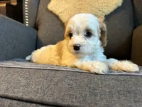 Suede, a female Cavapoo for sale in Concord, VA – 4 of 6