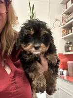 Beau, a male Cavapoo for sale in Concord, VA – 2 of 7