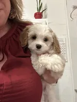 Suede, a female Cavapoo for sale in Concord, VA – 3 of 6