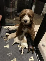 Romeo, a male Cavapoo for sale in Concord, VA – 6 of 6