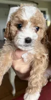 Honey, a female Cavapoo for sale in Concord, VA – 3 of 5