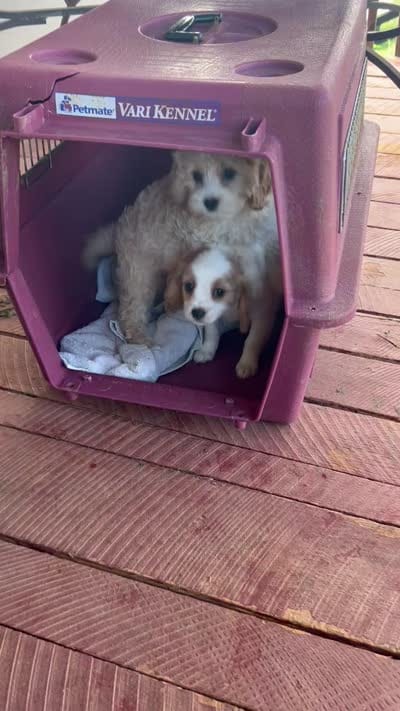Romeo, a male Cavapoo for sale in Concord, VA – 3 of 6