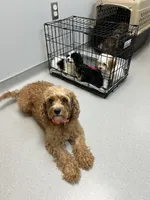 Beau, a male Cavapoo for sale in Concord, VA – 7 of 7