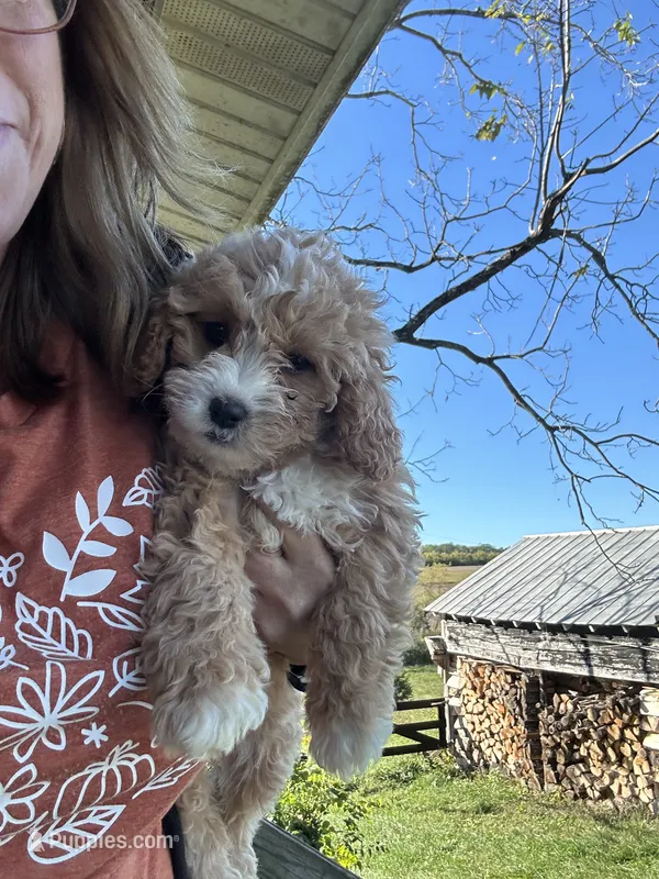 Honey – Cavapoo puppy for sale in Concord, VA
