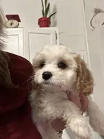 Suede, a female Cavapoo for sale in Concord, VA – 2 of 6