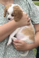 Hugo, a male Cavapoo for sale in Concord, VA – 4 of 6