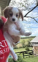 Hugo, a male Cavapoo for sale in Concord, VA – 2 of 6