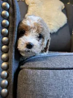 Honey, a female Cavapoo for sale in Concord, VA – 2 of 5