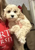 Romeo, a male Cavapoo for sale in Concord, VA – 2 of 6