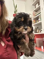Beau, a male Cavapoo for sale in Concord, VA – 3 of 7