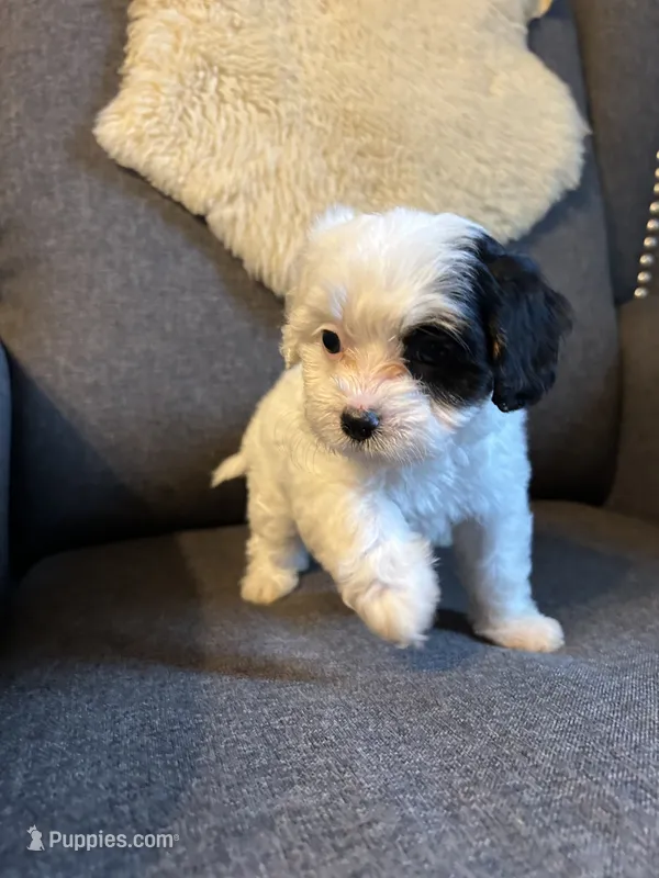 Dottie – Cavapoo puppy for sale in Concord, VA