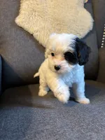 Dottie, a female Cavapoo for sale in Concord, VA – 1 of 6