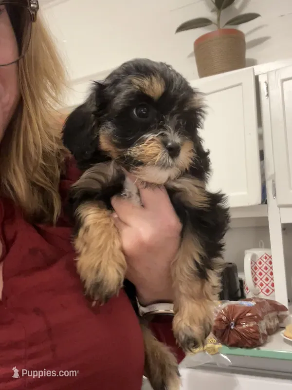Buck – Cavapoo puppy for sale in Concord, VA