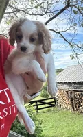 Hugo, a male Cavapoo for sale in Concord, VA – 3 of 6