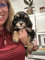 Buck, a male Cavapoo for sale in Concord, VA – 2 of 4