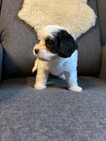 Dottie, a female Cavapoo for sale in Concord, VA – 3 of 6