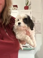 Dottie, a female Cavapoo for sale in Concord, VA – 2 of 6