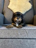 Beau, a male Cavapoo for sale in Concord, VA – 4 of 7