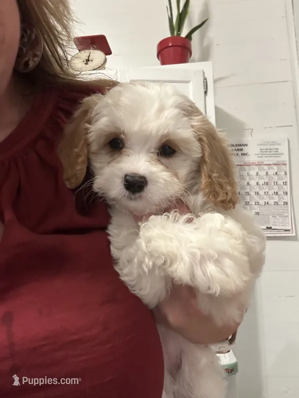 Suede – Cavapoo puppy for sale in Concord, VA