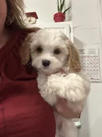 Suede, a female Cavapoo for sale in Concord, VA – 1 of 6