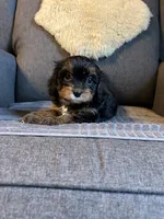 Beau, a male Cavapoo for sale in Concord, VA – 5 of 7