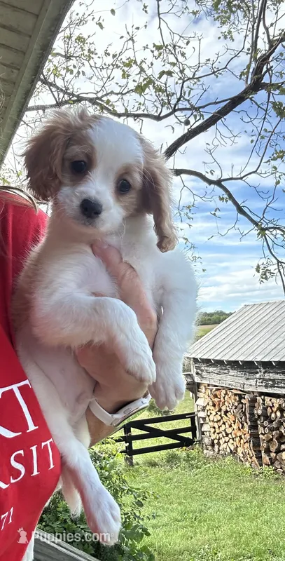Hugo – Cavapoo puppy for sale in Concord, VA