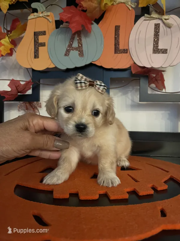 Lillian – Maltese, Shih Tzu puppy for sale in Chino, CA