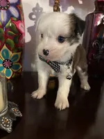Lenny, a male Morkie for sale in Chino, CA – 4 of 4