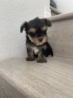 Lilly , a female Yorkshire Terrier for sale in Chino, CA – 10 of 10