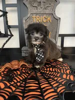 Chloe, a female Poodle - Miniature  and Morkie for sale in Chino, CA – 3 of 4