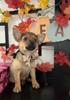 Donovan, a male Pomeranian and Yorkshire Terrier for sale in Chino, CA – 2 of 5