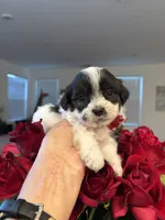 Lulu , a female Shihpoo and Poodle - Miniature  for sale in Chino Hills, CA – 4 of 5