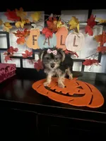 Lucy, a female Yorkshire Terrier for sale in Chino, CA – 4 of 10