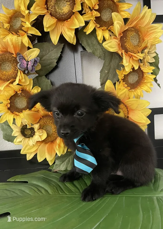 Sammy – Chipoo puppy for sale in Chino Hills, CA