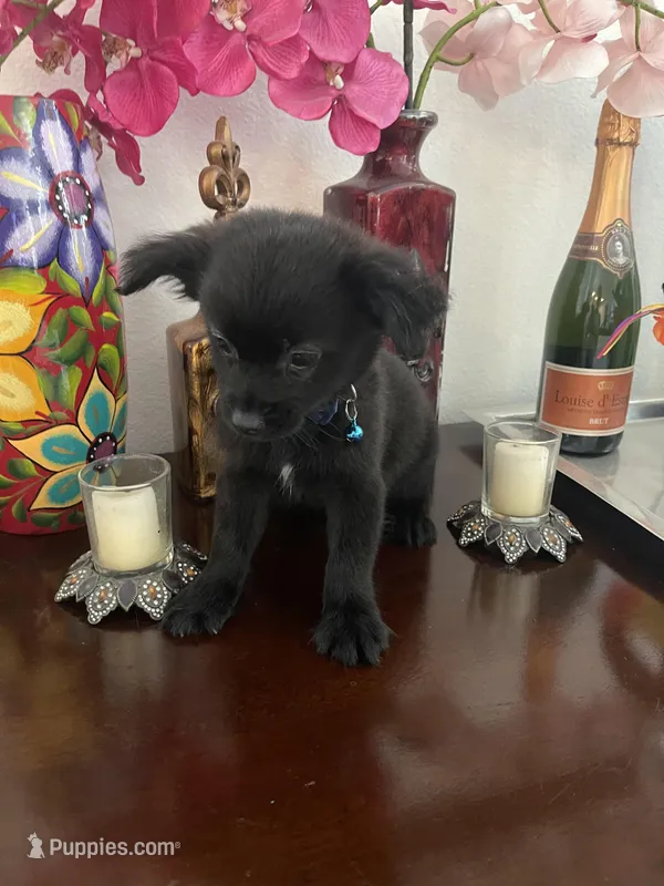 Sammy – Chipoo puppy for sale in Chino Hills, CA