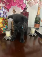 Sammy, a male Chipoo for sale in Chino Hills, CA – Photo 1 of 2