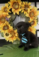 Sammy, a male Chipoo for sale in Chino Hills, CA – Photo 2 of 2