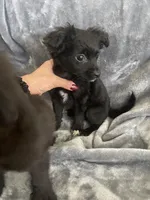 Sammy, a male Chipoo for sale in Chino Hills, CA – Photo 2 of 2