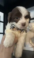 Guido, a male Poodle - Toy  for sale in Chino Hills, CA – 6 of 6