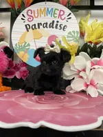 Lulu, a female Maltese and Yorkshire Terrier for sale in Chino Hills, CA – 8 of 9